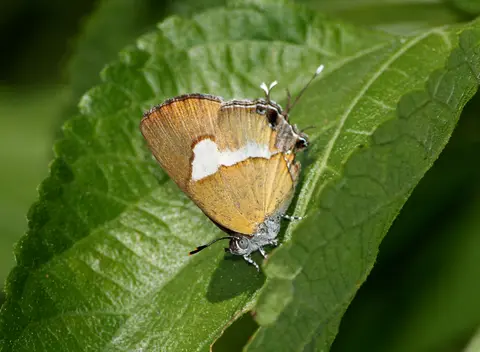 Мраморный оникс
