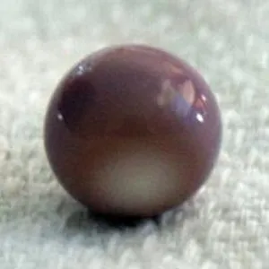 > Жемчуг Ко хог (Quahog). — фото 5