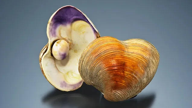 > Жемчуг Ко хог (Quahog). — фото 6