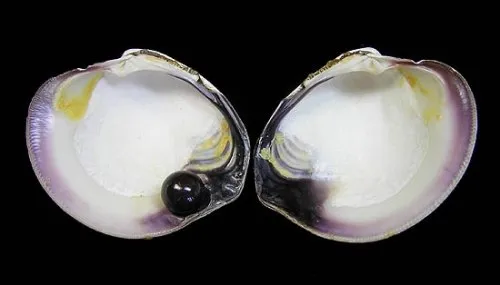 > Жемчуг Ко хог (Quahog). — фото 7