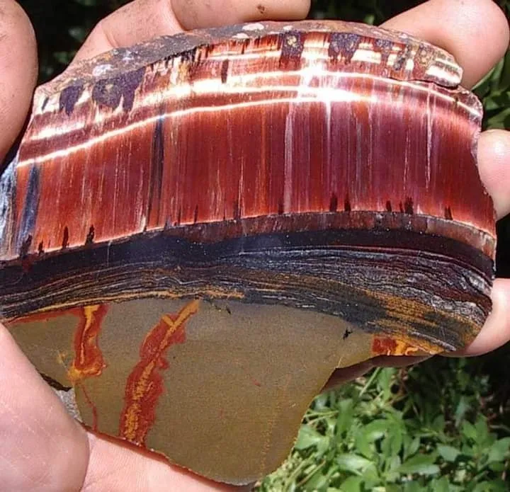 «Mara Mamba Tiger Eye» или «Tiger Eye Mara Mamba» — редкий малоизвестный сорт ти… — фото 4