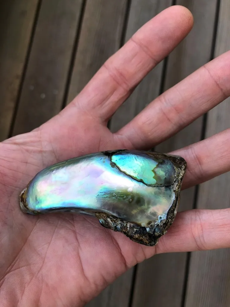 "Абалон" (Abalone pearl) — "Жемчуг морского ушка". — фото 10