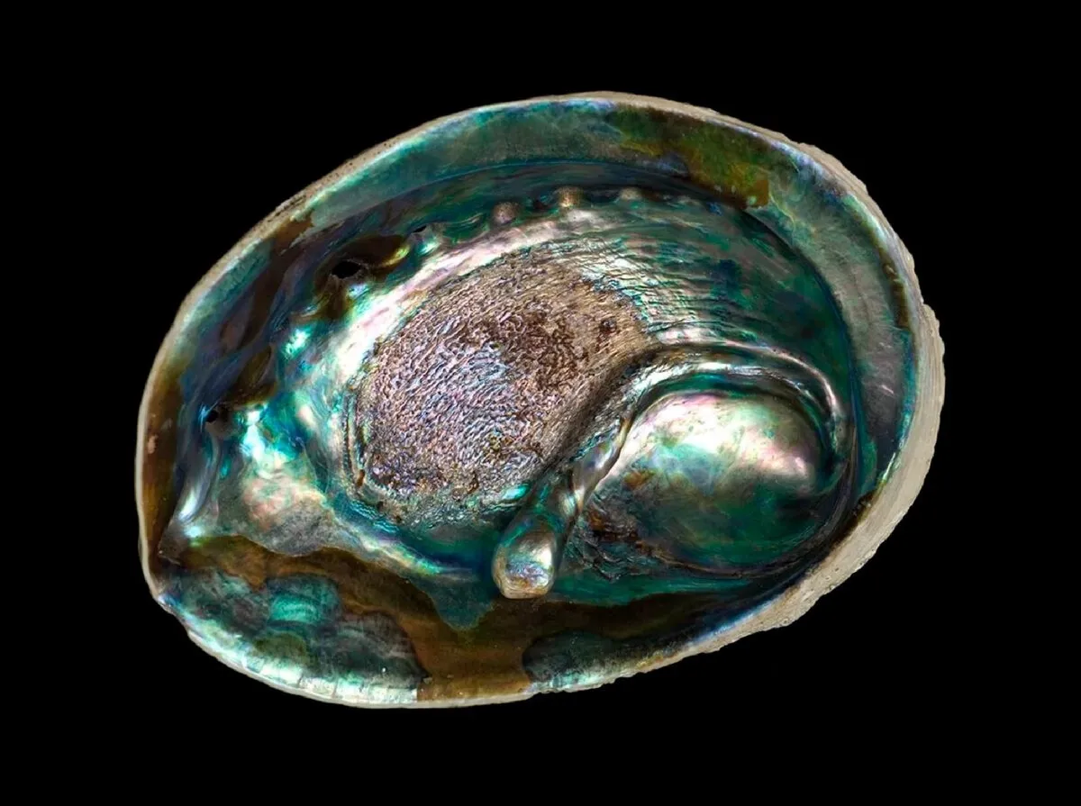 "Абалон" (Abalone pearl) — "Жемчуг морского ушка". — фото 3