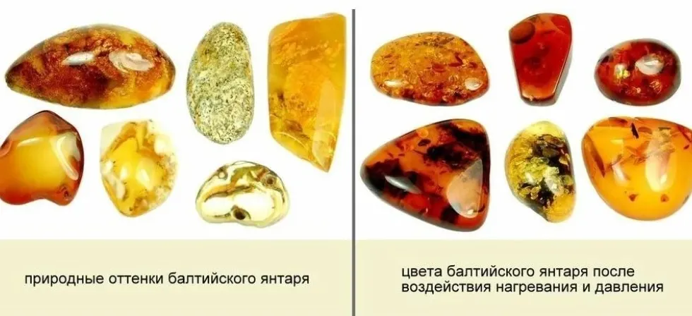 Цветовая гамма янтаря насчитывает около 250 оттенков и колеблется от водянисто-б… — фото 9