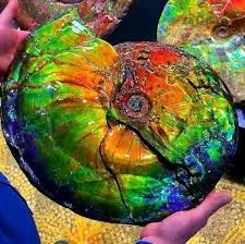 Аммолит (Ammolite)— относительно редкий ювелирный камень, органического происхож… — фото 2