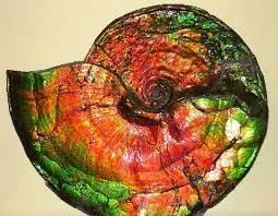 Аммолит (Ammolite)— относительно редкий ювелирный камень, органического происхож… — фото 3