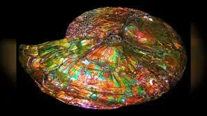 Аммолит (Ammolite)— относительно редкий ювелирный камень, органического происхож… — фото 4