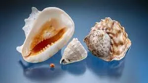 Жемчуг Cassis происходит от Cypraecassis Rufa или Cassis Cornuta, крупных морски… — фото 1