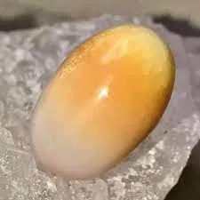 Жемчуг Cassis происходит от Cypraecassis Rufa или Cassis Cornuta, крупных морски… — фото 8