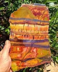 "Mara Mamba Tiger Eye" или "Tiger Eye Mara Mamba" - редкий малоизвестный сорт «Т… — фото 1