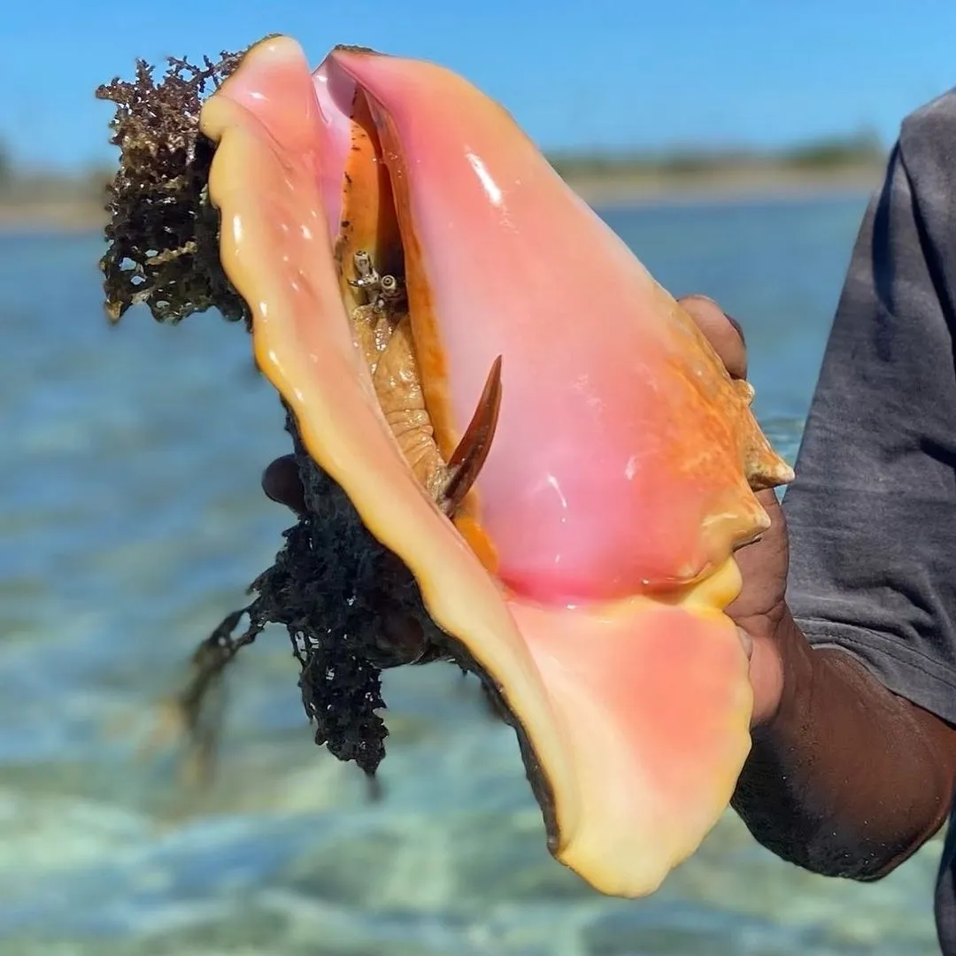 Жемчуг Conch: Он считается самым редким и самым дорогим видом натурального жемчу… — фото 3