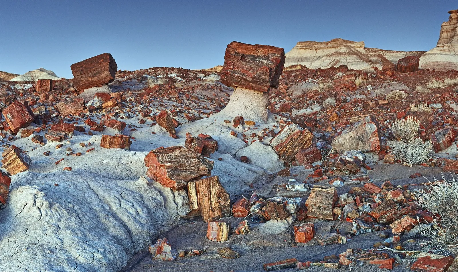 Национальный парк «Петрифайд-Форест» («Petrified Forest» — «Окаменелый лес») — н… — фото 2