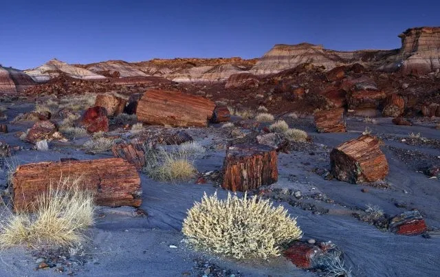 Национальный парк «Петрифайд-Форест» («Petrified Forest» — «Окаменелый лес») — н… — фото 3