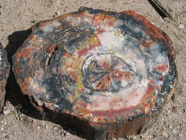 Национальный парк «Петрифайд-Форест» («Petrified Forest» — «Окаменелый лес») — н… — фото 7