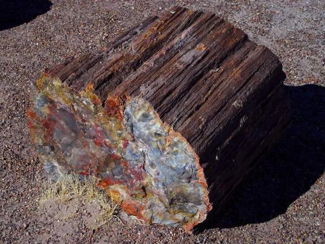 Национальный парк «Петрифайд-Форест» («Petrified Forest» — «Окаменелый лес») — н… — фото 8