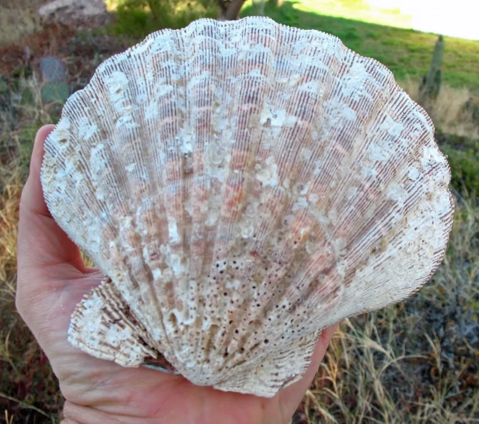 «Жемчуг-гребешок» («scallop pearl») представляет собой не перламутровое известко… — фото 2