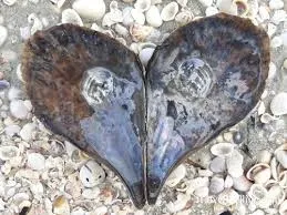 Жемчуг «Пинна» («Ручка»— «Pen Pearls») тоже относится к неперламутровому жемчугу… — фото 3