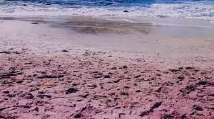 4. Plum Island (Остров Плам) — остров, расположенный у северо-восточного побереж… — фото 4