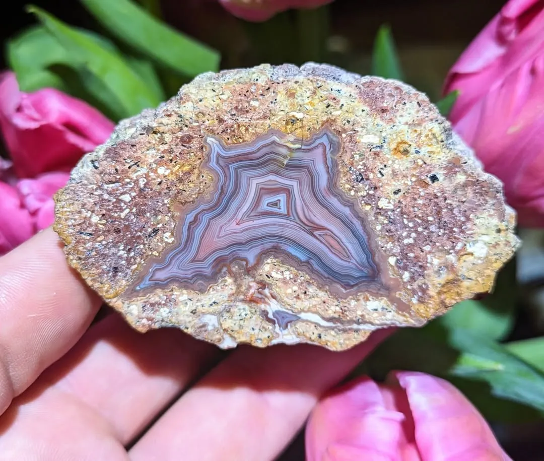 Разрезанные сферы с «Hohenstein-Ernstthal Thunderegg» внутри, из Саксонии, Герма… — фото 2