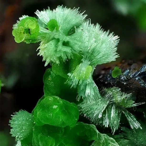 Оливенит (Olivenite )— это вторичный минерал, арсенат меди с формулой Cu2(AsO4)(… — фото 8