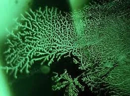 Дендритные (от греческого "dendron", что означает «дерево»), или древовидные, ил… — фото 2