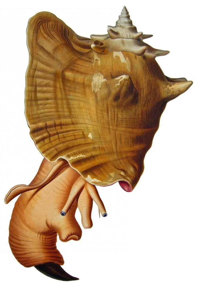 Жемчуг Conch и его культивирование. — фото 2