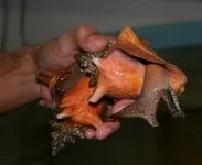 Жемчуг Conch и его культивирование. — фото 4
