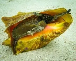 Жемчуг Conch и его культивирование. — фото 5