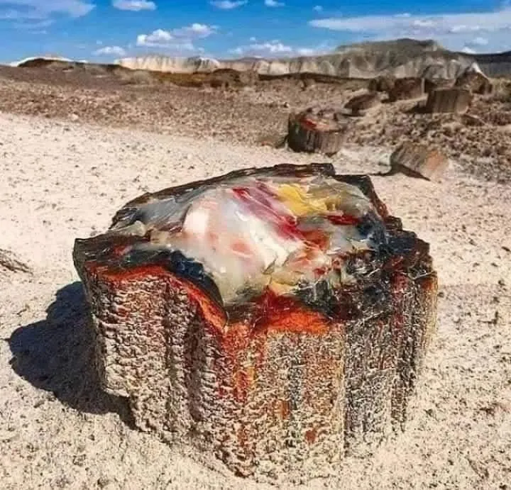 Национальный парк Пе́трифа́йд-Фо́рест (англ. «Petrified Forest» — «Окаменелый ле… — фото 1