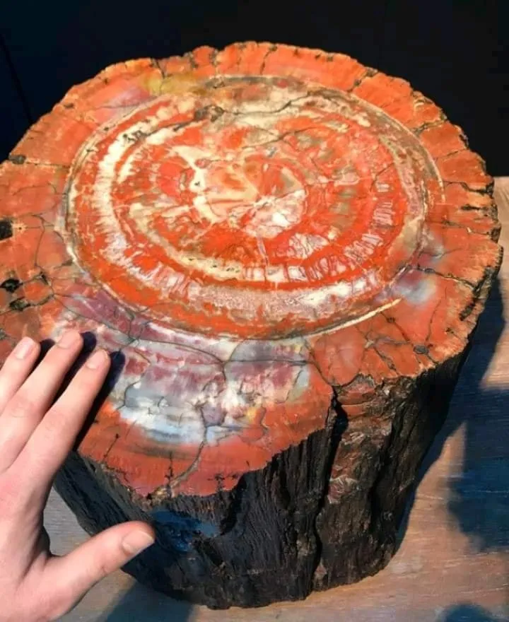 Национальный парк Пе́трифа́йд-Фо́рест (англ. «Petrified Forest» — «Окаменелый ле… — фото 10