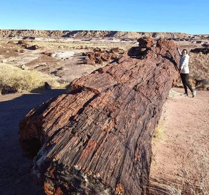Национальный парк Пе́трифа́йд-Фо́рест (англ. «Petrified Forest» — «Окаменелый ле… — фото 2