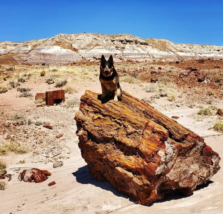 Национальный парк Пе́трифа́йд-Фо́рест (англ. «Petrified Forest» — «Окаменелый ле… — фото 3