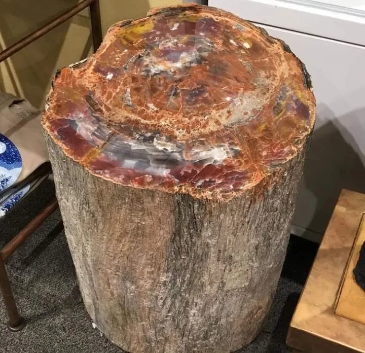 Национальный парк Пе́трифа́йд-Фо́рест (англ. «Petrified Forest» — «Окаменелый ле… — фото 4