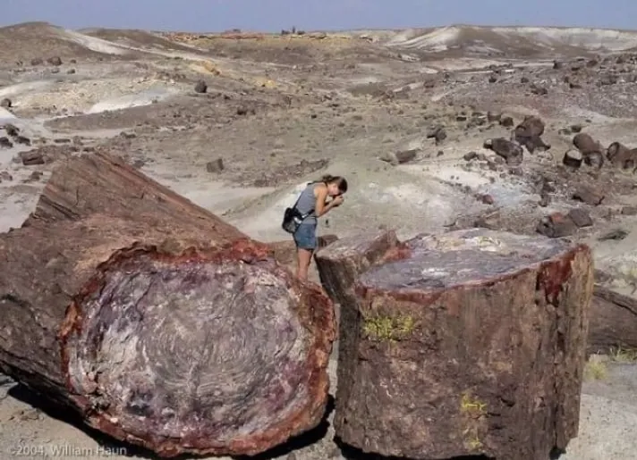 Национальный парк Пе́трифа́йд-Фо́рест (англ. «Petrified Forest» — «Окаменелый ле… — фото 5