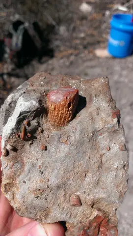 Красный роговой коралл (Red Horn Coral)