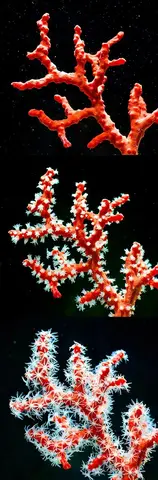 Драгоценный красный коралл Corallium rubrum