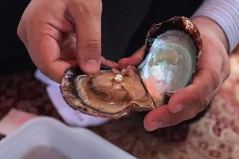 История культивированного жемчуга