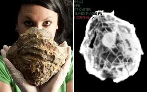 Возможно это одна из самых старых и больших ископаемых жемчужин.